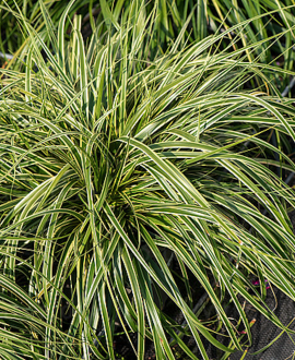 Viksva (lot. Carex oshimensis ‘Goldwell’)