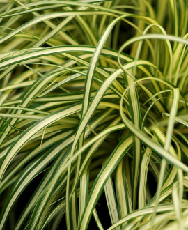 Viksva (lot. Carex oshimensis ‘Maxigold’)