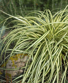 Viksvė (lot. Carex oshimensis ‘Moonlight’)