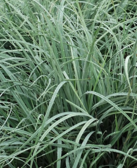 Viksva (lot. Carex panicea ‘Pamira’)