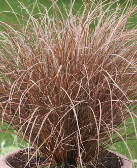 Viksva (lot. Carex petriei ‘Milk Chocolate’)