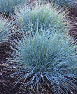 Melsvasis eraičinas (lot. Festuca glauca ‘Eisvogel’)