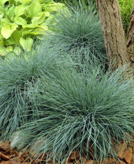 Melsvasis eraičinas (lot. Festuca glauca ‘Uchte’)