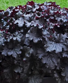 Alūnė (lot. Heuchera ‘Black Taffeta’)