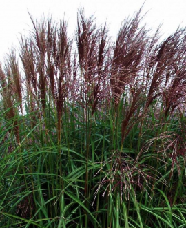 Kininis miskantas (lot. Miscanthus sinensis ‘Malepartus’)