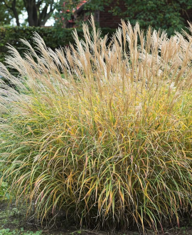 Kininis miskantas (lot. Miscanthus sinensis ‘Yaku Jima’)