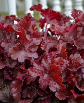 Alūnė (lot. Heuchera  ‘Cherry Truffles’)