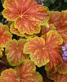 Alūnė (lot. Heuchera  ‘Delta Dawn’)