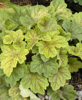 Alūnė (lot. Heuchera ‘Electra’)