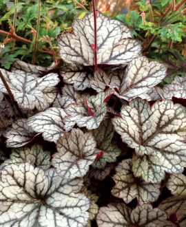 Alūnė (lot. Heuchera ‘Glitter’)