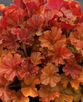 Alūnė (lot. Heuchera ‘'Northern Exposure Amber’)