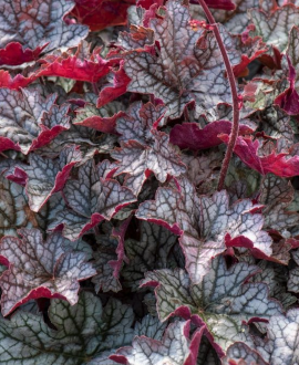Alūnė (lot. Heuchera × hybrida ‘World Caffé ’)