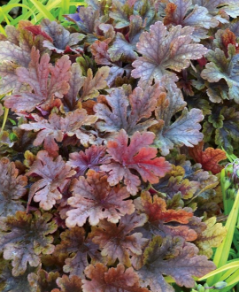 Heucherėlė (lot. Heucherella ‘Buttered Rum’)