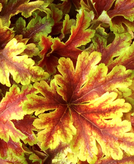 Heucherėlė (lot. Heucherella ‘Gold Zebra’)