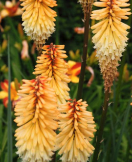 Knifofija (lot. Kniphofia ‘Poco Butter Brickle’)
