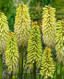 Knifofija (lot. Kniphofia hybrida 'Poco Citron')