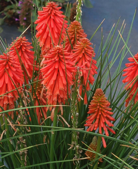 Knifofija (lot. Kniphofia hybrida 'Poco Red')