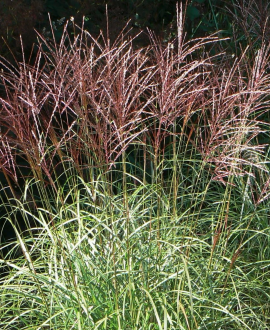 Kininis miskantas (lot. Miscanthus sinensis 'Ferner Osten')