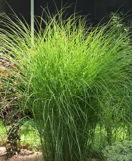 Kininis miskantas (lot. Miscanthus sinensis 'Gracillimus')