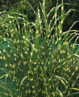 Kininis miskantas (lot. Miscanthus sinensis 'Little Zebra')