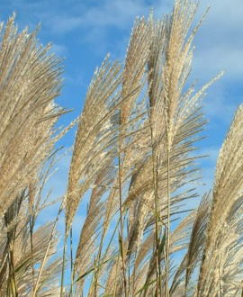 Kininis miskantas (lot. Miscanthus sinensis 'Silberfeder')