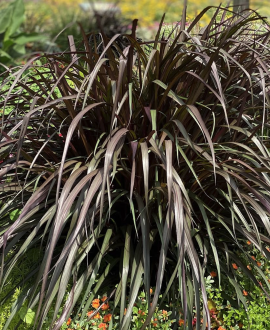 Soruolė (lot. Pennisetum advena ‘Vertigo’)