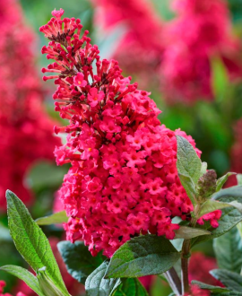 Budlėja (lot. Buddleja davidii 'Butterfly Candy Ruby')