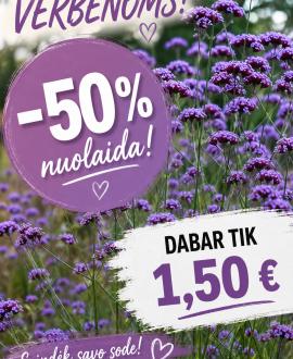 Verbena (lot. Verbena ‘Lavender Spires’)