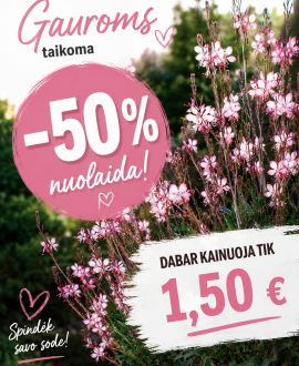 Gaurė (lot. Gaura lindheimeri ‘Sparkle White’)