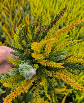  Viržis (lot. Calluna vulgaris "Skyline" Trio) Nr.1
