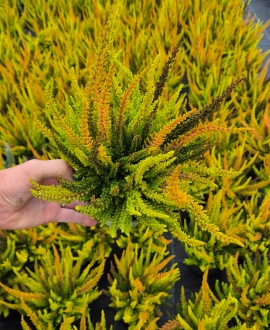 Viržis (lot. Calluna vulgaris "Skyline" Trio) Nr.2