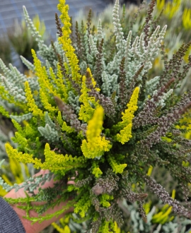 Viržis (lot. Calluna vulgaris "Skyline" Trio) Nr.3