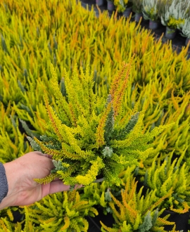 Viržis (lot. Calluna vulgaris "Skyline" Trio) Nr.4