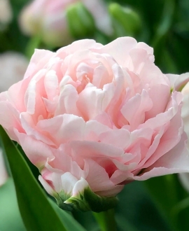 Svogūninės gėlės  Tulpė (lot. Tulipa Dreamer) 5vnt.