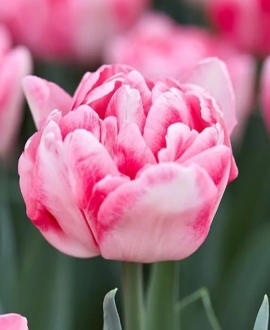 Svogūninės gėlės Tulpė (lot. Tulipa Foxtrot)  5vnt.