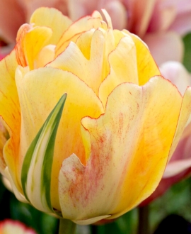 Svogūninės gėlės Tulpė (lot. Tulipa Akebono) 5vnt. 