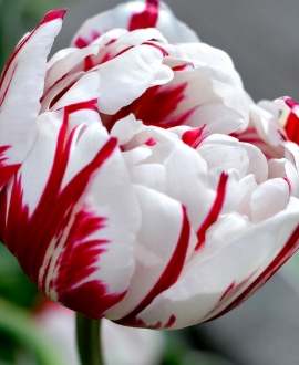 Svogūninės gėlės Tulpė (lot. Tulipa Carnaval de Nice) 5vnt.