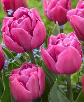 Svogūninės gėlės Tulpė (lot. Tulipa "Double You") 5vnt. 