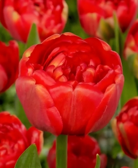 Svogūninės gėlės Tulpė (lot. Tulipa "Miranda") 5vnt.