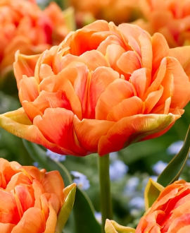 Svogūninės gėlės Tulpė (lot. Tulipa "Orange Flavour") 5vnt.