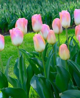 Svogūninės gėlės Tulpė (lot. Tulipa "Kunyun") 5vnt.