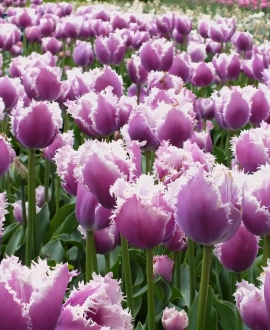 Svogūninės gėlės Tulpė (lot. Tulipa "Cummins") 5vnt.