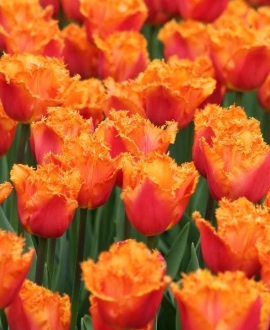 Svogūninės gėlės Tulpė (lot. Tulipa "Ogene") 5vnt.