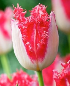 Svogūninės gėlės Tulpė (lot. Tulipa "Sweet Simone") 5vnt.