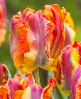 Svogūninės gėlės Tulpė (lot. Tulipa "Rasta Parrot") 5vnt.