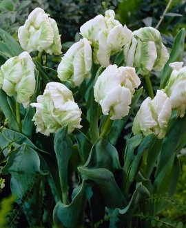 Svogūninės gėlės Tulpė (lot. Tulipa "Super Parrot") 5vnt.
