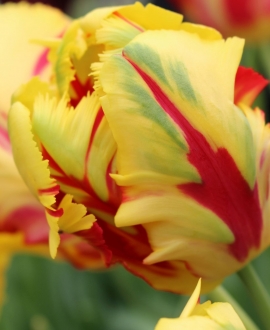 Svogūninės gėlės Tulpė (lot. Tulipa "Texas Flame") 5vnt.