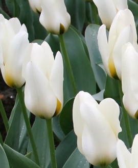 Svogūninės gėlės Tulpė (lot. Tulipa "Concerto") 5vnt.
