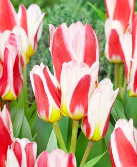  Svogūninės gėlės Tulpė (lot. Tulipa "Floresta") 5vnt.