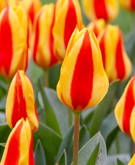 Svogūninės gėlės Tulpė (lot. Tulipa "Goudstuk") 5vnt.